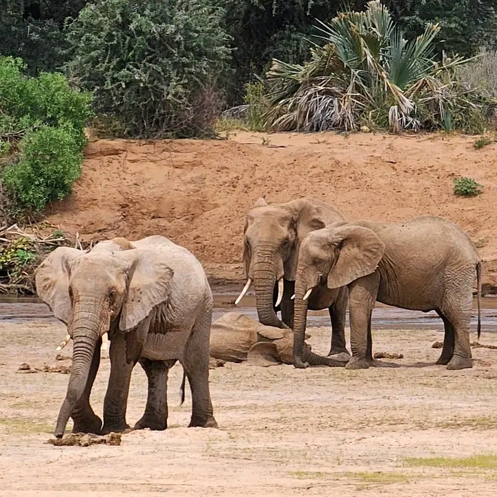 Elephant in tall grass