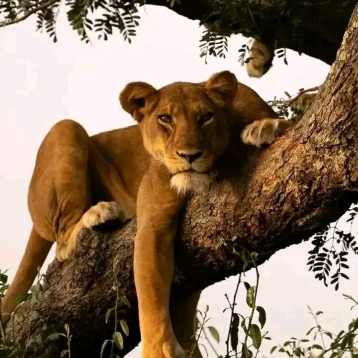 Lion in a tree